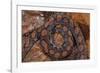 Rainbow Boa, Epicrates Cenchria Cenchria, Amazon, Ecuador. Captive-Pete Oxford-Framed Photographic Print