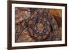 Rainbow Boa, Epicrates Cenchria Cenchria, Amazon, Ecuador. Captive-Pete Oxford-Framed Photographic Print