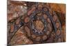 Rainbow Boa, Epicrates Cenchria Cenchria, Amazon, Ecuador. Captive-Pete Oxford-Mounted Photographic Print