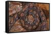 Rainbow Boa, Epicrates Cenchria Cenchria, Amazon, Ecuador. Captive-Pete Oxford-Framed Stretched Canvas