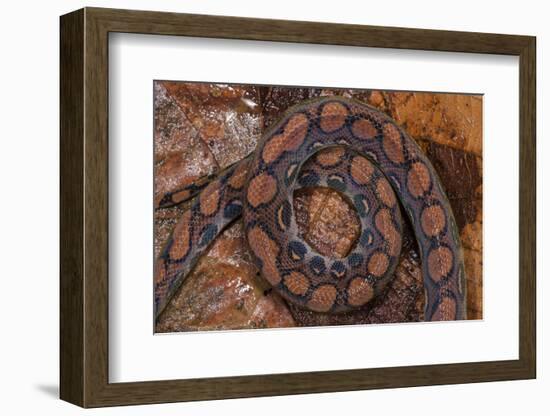 Rainbow Boa, Epicrates Cenchria Cenchria, Amazon, Ecuador. Captive-Pete Oxford-Framed Photographic Print