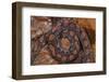 Rainbow Boa, Epicrates Cenchria Cenchria, Amazon, Ecuador. Captive-Pete Oxford-Framed Photographic Print