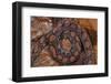 Rainbow Boa, Epicrates Cenchria Cenchria, Amazon, Ecuador. Captive-Pete Oxford-Framed Photographic Print