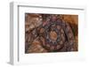 Rainbow Boa, Epicrates Cenchria Cenchria, Amazon, Ecuador. Captive-Pete Oxford-Framed Photographic Print