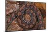 Rainbow Boa, Epicrates Cenchria Cenchria, Amazon, Ecuador. Captive-Pete Oxford-Mounted Photographic Print