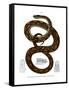 Rainbow Boa-null-Framed Stretched Canvas