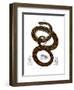 Rainbow Boa-null-Framed Premium Giclee Print