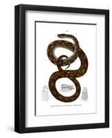 Rainbow Boa-null-Framed Premium Giclee Print