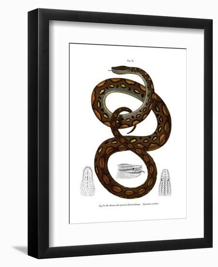 Rainbow Boa-null-Framed Premium Giclee Print