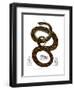 Rainbow Boa-null-Framed Premium Giclee Print