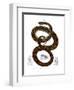 Rainbow Boa-null-Framed Premium Giclee Print