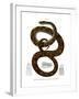 Rainbow Boa-null-Framed Giclee Print