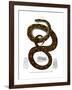 Rainbow Boa-null-Framed Giclee Print