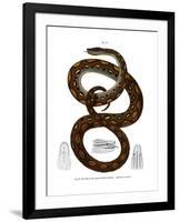 Rainbow Boa-null-Framed Giclee Print