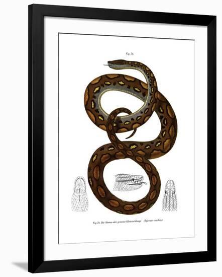 Rainbow Boa-null-Framed Giclee Print