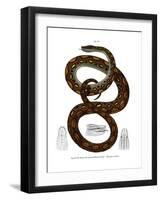 Rainbow Boa-null-Framed Giclee Print