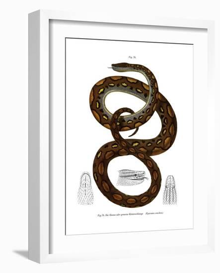 Rainbow Boa-null-Framed Giclee Print