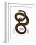 Rainbow Boa-null-Framed Giclee Print