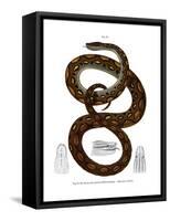 Rainbow Boa-null-Framed Stretched Canvas