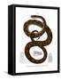 Rainbow Boa-null-Framed Stretched Canvas