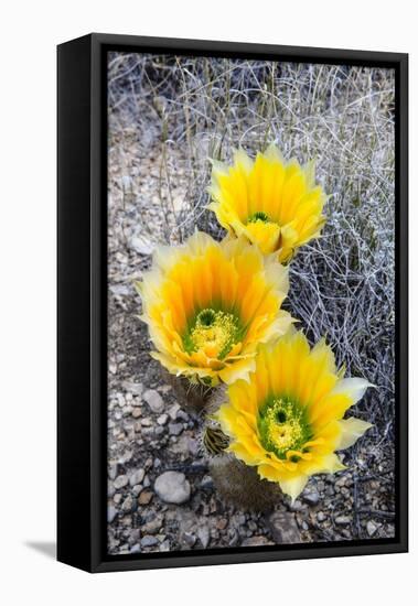 Rainbow Cactus-Michael Blanchette Photography-Framed Stretched Canvas