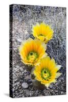 Rainbow Cactus-Michael Blanchette Photography-Stretched Canvas