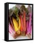 Rainbow Chard-Sebastian Vogt-Framed Stretched Canvas