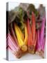 Rainbow Chard-Sebastian Vogt-Stretched Canvas