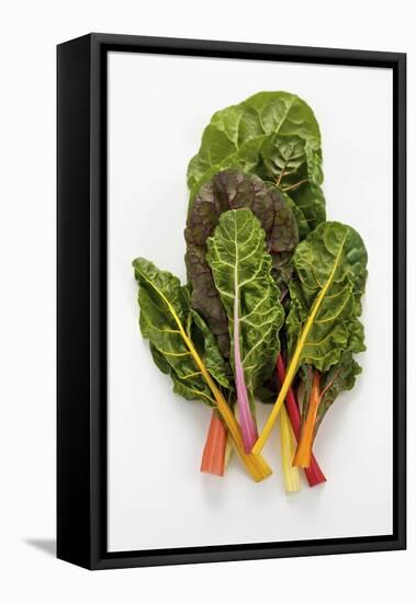 Rainbow Chard-Herbert Lehmann-Framed Stretched Canvas