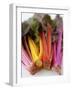 Rainbow Chard-Sebastian Vogt-Framed Photographic Print