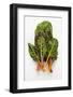 Rainbow Chard-Herbert Lehmann-Framed Photographic Print