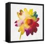 Rainbow Daisy 1-Paulo Romero-Framed Stretched Canvas