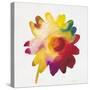 Rainbow Daisy 1-Paulo Romero-Stretched Canvas