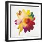 Rainbow Daisy 1-Paulo Romero-Framed Art Print