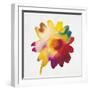 Rainbow Daisy 1-Paulo Romero-Framed Art Print