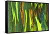 Rainbow Eucalyptus bark, Mindanao Gum, Island of Kauai, Hawaii, USA-Russ Bishop-Framed Stretched Canvas