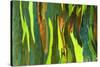 Rainbow Eucalyptus bark, Mindanao Gum, Island of Kauai, Hawaii, USA-Russ Bishop-Stretched Canvas