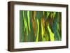 Rainbow Eucalyptus bark, Mindanao Gum, Island of Kauai, Hawaii, USA-Russ Bishop-Framed Photographic Print