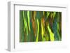 Rainbow Eucalyptus bark, Mindanao Gum, Island of Kauai, Hawaii, USA-Russ Bishop-Framed Photographic Print