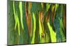 Rainbow Eucalyptus bark, Mindanao Gum, Island of Kauai, Hawaii, USA-Russ Bishop-Mounted Photographic Print