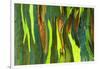 Rainbow Eucalyptus bark, Mindanao Gum, Island of Kauai, Hawaii, USA-Russ Bishop-Framed Photographic Print