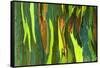 Rainbow Eucalyptus bark, Mindanao Gum, Island of Kauai, Hawaii, USA-Russ Bishop-Framed Stretched Canvas