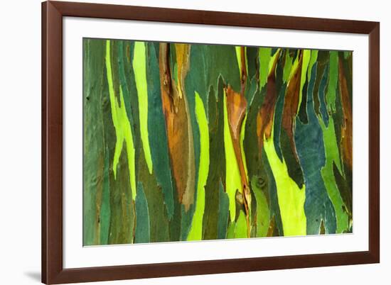 Rainbow Eucalyptus bark, Mindanao Gum, Island of Kauai, Hawaii, USA-Russ Bishop-Framed Photographic Print