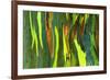 Rainbow Eucalyptus bark, Mindanao Gum, Island of Kauai, Hawaii, USA-Russ Bishop-Framed Photographic Print