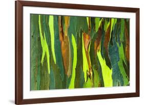 Rainbow Eucalyptus bark, Mindanao Gum, Island of Kauai, Hawaii, USA-Russ Bishop-Framed Photographic Print