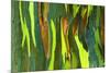 Rainbow Eucalyptus bark, Mindanao Gum, Island of Kauai, Hawaii, USA-Russ Bishop-Mounted Photographic Print