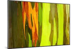 Rainbow Eucalyptus bark, Mindanao Gum, Island of Kauai, Hawaii, USA-Russ Bishop-Mounted Photographic Print