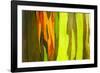 Rainbow Eucalyptus bark, Mindanao Gum, Island of Kauai, Hawaii, USA-Russ Bishop-Framed Photographic Print