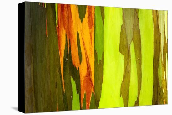 Rainbow Eucalyptus bark, Mindanao Gum, Island of Kauai, Hawaii, USA-Russ Bishop-Stretched Canvas