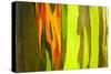 Rainbow Eucalyptus bark, Mindanao Gum, Island of Kauai, Hawaii, USA-Russ Bishop-Stretched Canvas